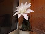 DSCF0305