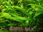   (Cryptocoryne parva)