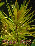  . "" (Ludwigia inclinata var. verticillata "Cuba")