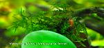 Weeping Moss (Vesicularia ferriei)