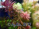 ˳  (Limnophila aromatic)