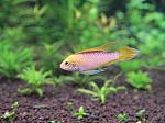 Apistogramma agassizi fire red 