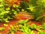 Apistogramma hongsloi "Gold Red" 