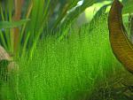 Stringy moss Leptodictium riparium