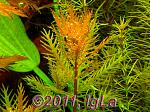  (Proserpinaca palustris (Cuba))
