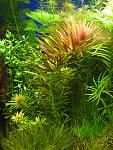 ˳  (Limnophila aromatic)