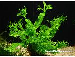 java fern 1282006000 800