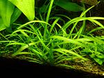   () (Sagittaria subulata)