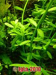  (Hedyotis salzmannii)
