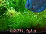   (Blyxa japonica)