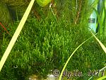  "'" (Flame moss)