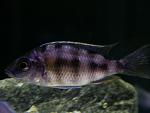 Protomelas spec. 'steveni Taiwan Reef' 