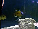 Copadichromis borleyi 'Mbenji'2