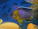 Aulonocara stuartgranti 'Galileya Reef'2