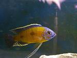 Copadichromis borleyi 'Mbenji'1