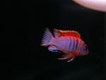 Labidochromis spec. 'Kimpuma red'