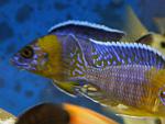 Aulonocara stuartgranti 'Galileya Reef'3