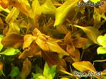 Ludwigia SP