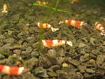 IMG 5684