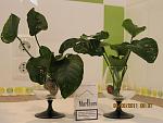 IMG 0908
