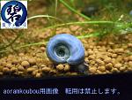 aoramkoubou 1
