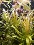 Ammannia gracilis "green"/   