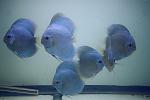 Blue Diamonds future breedes