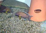 Neolamprologus buescheri "Kamakonde"