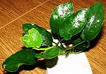 Anubias barteri var. barteri ''Wrinkled Leaf''