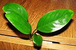 Anubias Callos