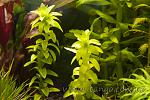   (tonina fluviatilis)