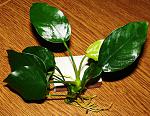 Anubias barteri var. barteri