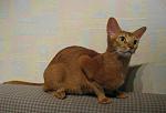 Shila 2