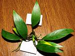 Anubias barteri var. glabra "Lanceolata"