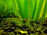 Neocaridina