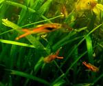 Guppy ENDLER