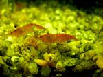 Neocaridina heterpoda var. red