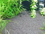 Otocinclus affinis 05.10.11