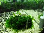 Caridina Multidentata(Amano) 1 05.10.11