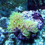 Pachyclavularia spp