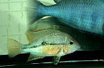 Trorichthys ellioti