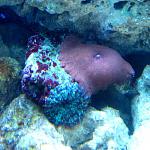 Discosoma sp