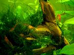Neocaridina heterpoda var. red
