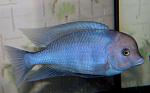 Cyrtocara moorii