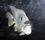 Vieja argentia