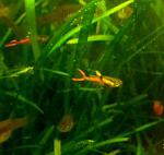 Guppy ENDLER
