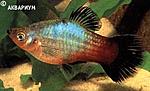 Xiphophorus maculafus