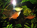 RainbowFish 9 August 2009 18
