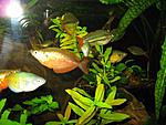 RainbowFish 9 August 2009 05