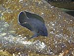 Neolamprologus moorii   